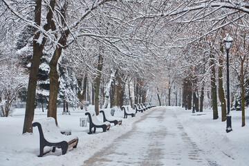winter beautiful park with many big trees benches