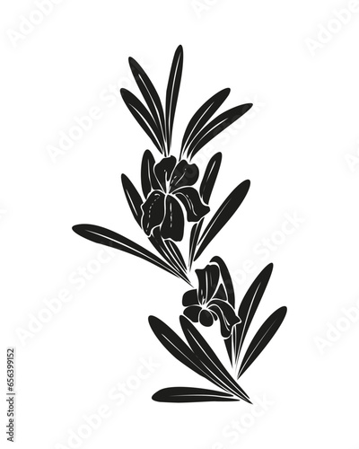 Rosemary branch silhouette black color. Isolated rosemary on white background.