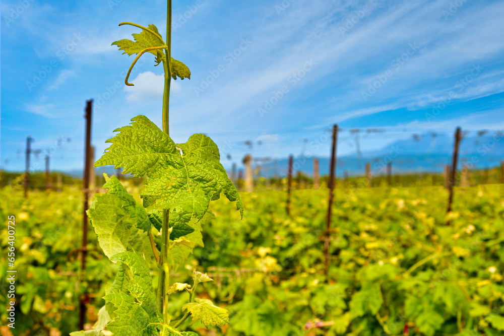 Vine shoot on sunny day, rows of vines, clear blue sky, Crete, Greece