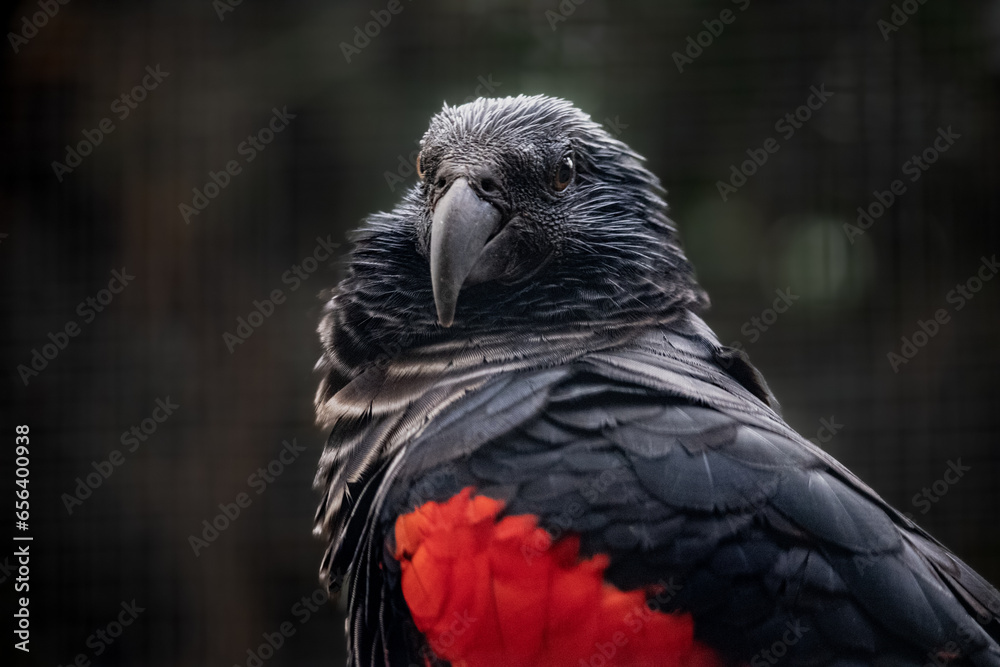Fototapeta premium Psittrichas de Pesquet
