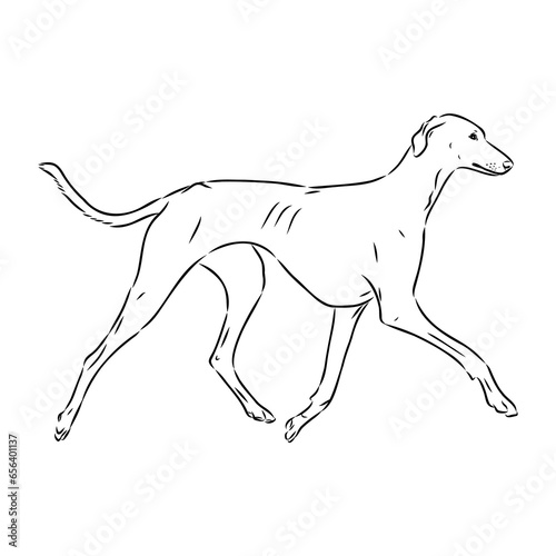 Azawakh Azawakh dog vector sketch illustration