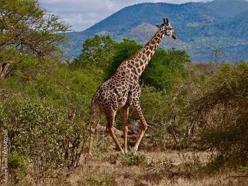 Photography giraffe in the savannah