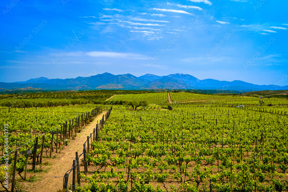 Vineyards of Crete island on sunny day, distant mountains, Greece