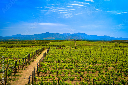 Vineyards of Crete island on sunny day, distant mountains, Greece