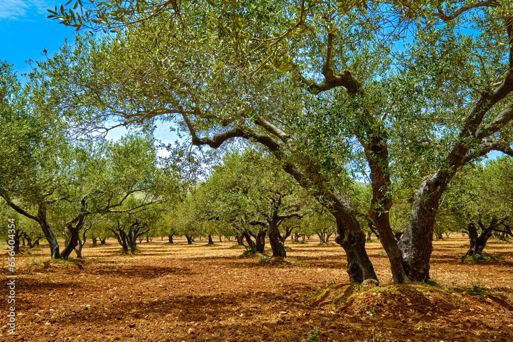 Old olive grove on the island of Greece, plantation of olive trees.