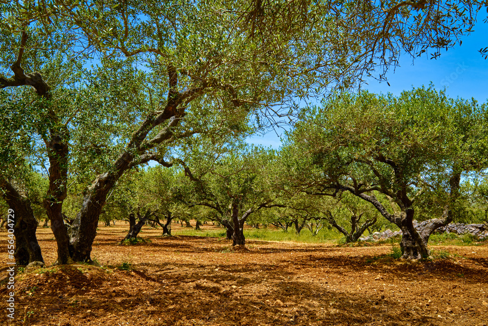 Old olive grove on the island of Greece, plantation of olive trees.