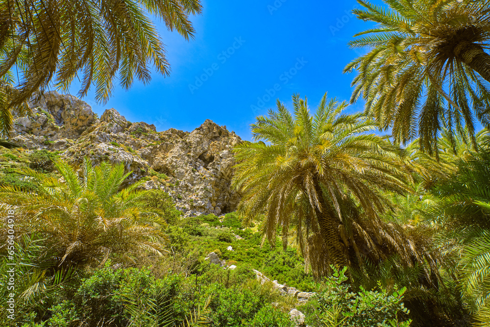 Upshot of palm trees forest and blue sky on sunny day, Crete, Greece