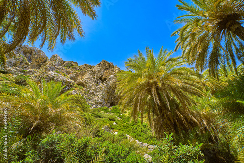 Obraz na płótnie Upshot of palm trees forest and blue sky on sunny day, Crete, Greece w salonie