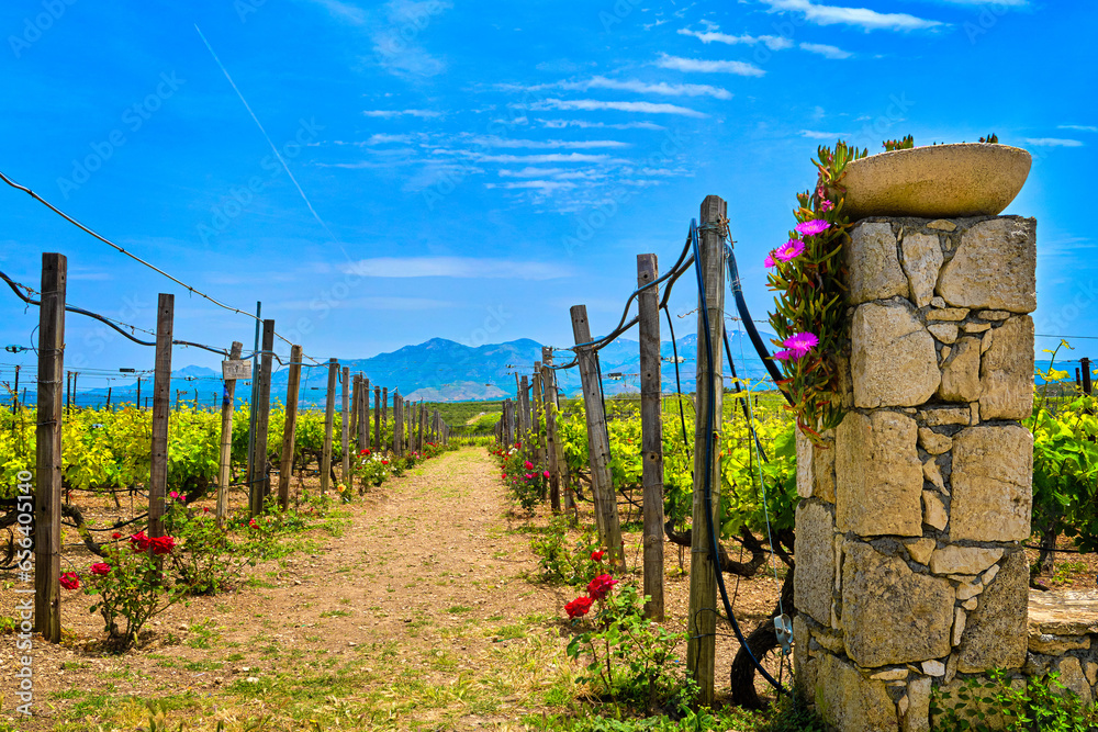 Entrance to vineyard fields on Crete island, Greece, on sunny day