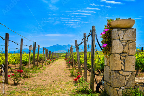 Obraz na płótnie Entrance to vineyard fields on Crete island, Greece, on sunny day w salonie