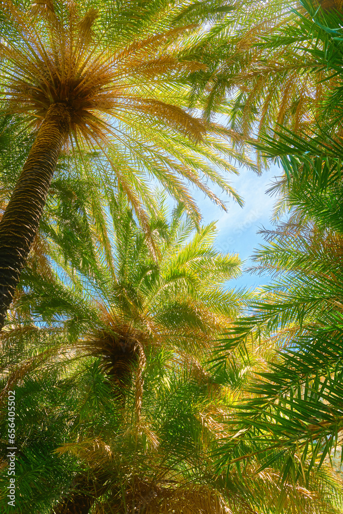 Upshot of palm trees forest and blue sky on sunny day, Crete, Greece