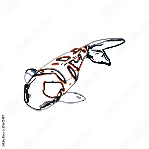 Color sketch of koi fish with transparent background