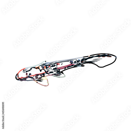 Color sketch of koi fish with transparent background
