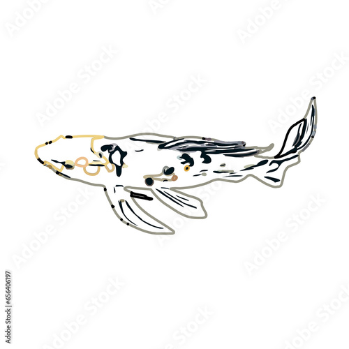 Color sketch of koi fish with transparent background