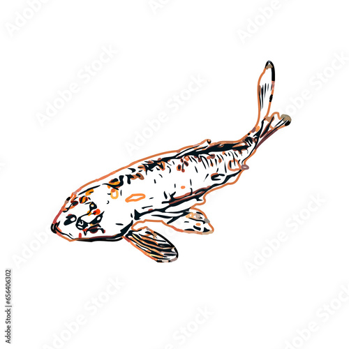Color sketch of koi fish with transparent background