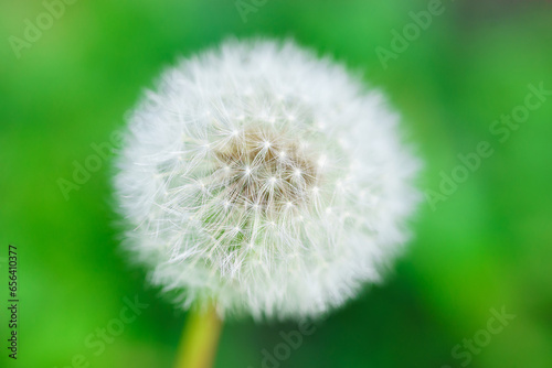 Close up of white fluffy dandelion against a green blurred background.