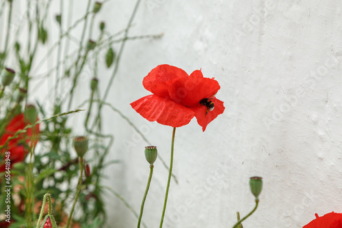Beautiful flowers red poppies