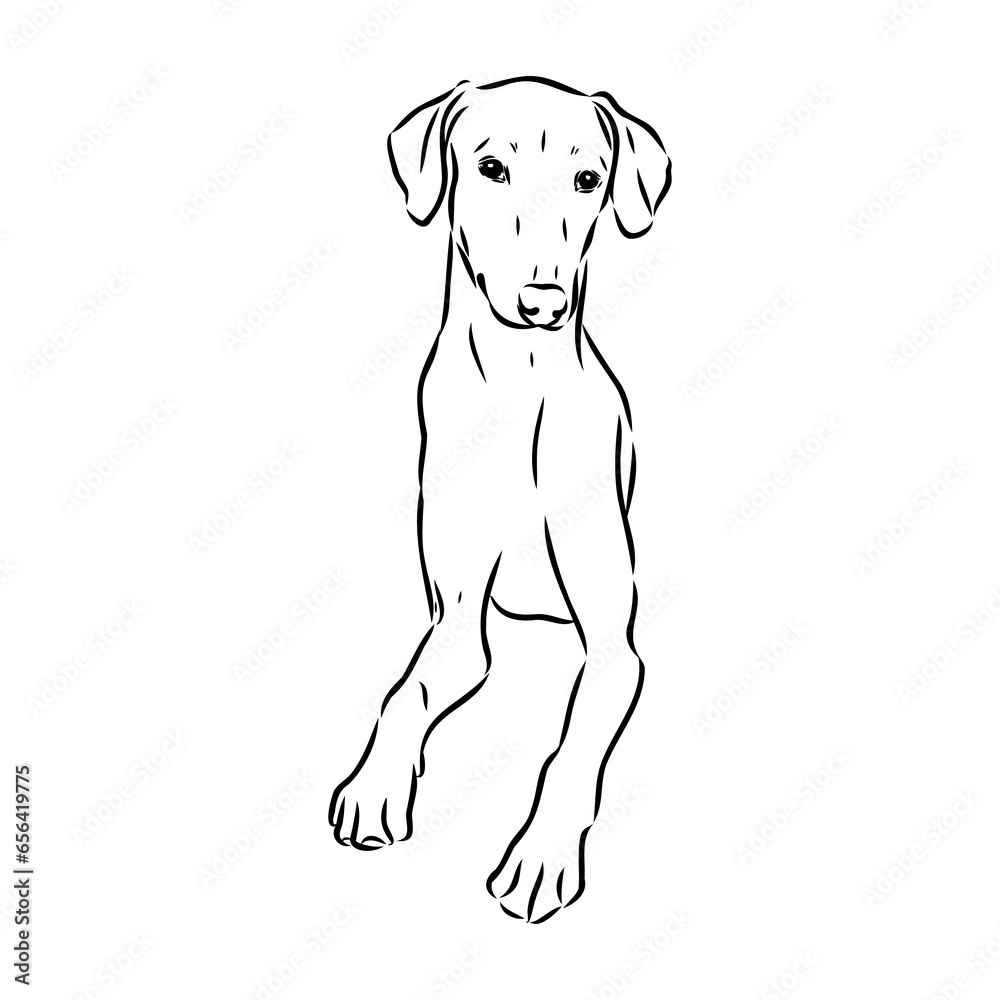 Fototapeta premium Azawakh,Azawakh dog vector sketch illustration