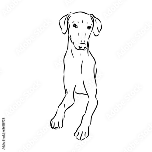 Fototapeta Naklejka Na Ścianę i Meble -  Azawakh,Azawakh dog vector sketch illustration