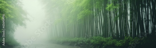 view of bamboo forest with fog in the morning during the rainy season. isolated on a bamboo background