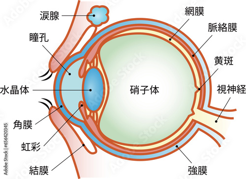 目の構造　断面図　文字あり
