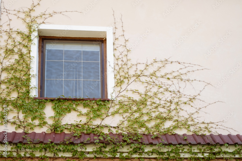 Window covered with ivy on the wall of old house. Copy space