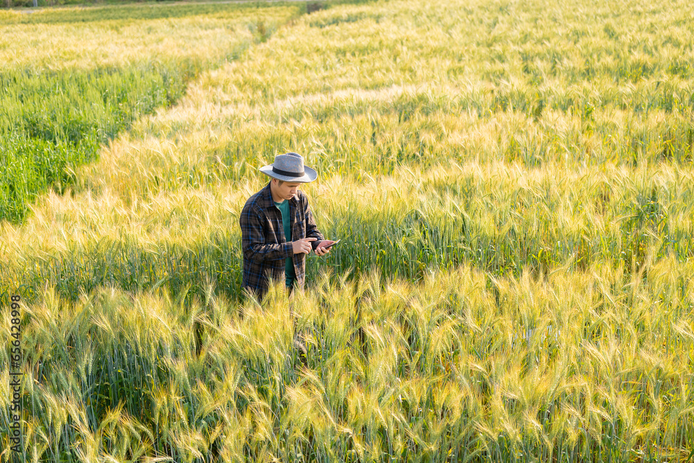 Obraz premium A young Asian man stands in a field of beautiful golden ripe wheat at sunset. Using smartphones and laptops, digital tablets quality survey technology