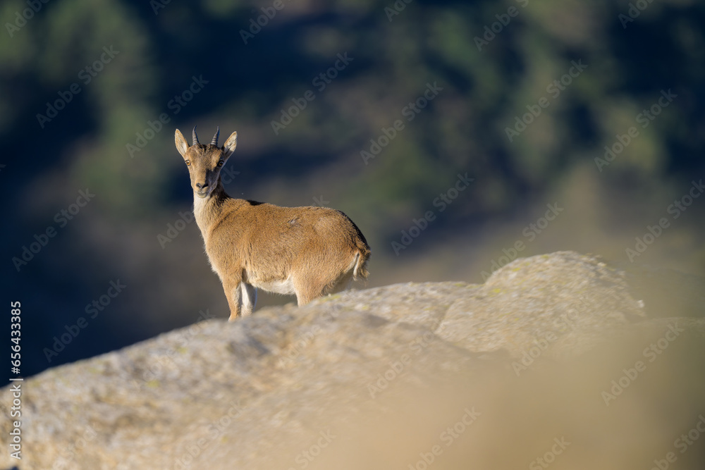 Obraz premium Cabras montesas en la Sierra de Guadarrama