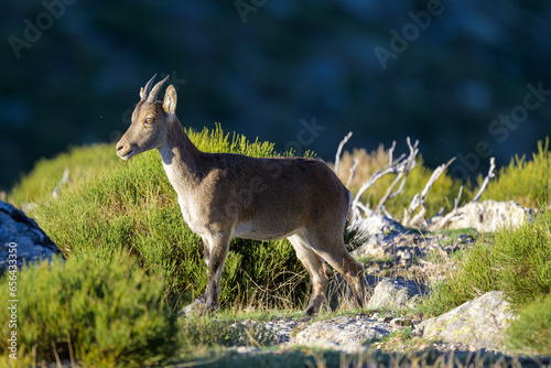 Fototapeta Naklejka Na Ścianę i Meble -  Cabras montesas en la Sierra de Guadarrama