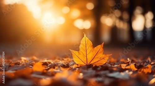 autumn season atmosphere picture of colorful falling leaves with golden light of sunrays. 