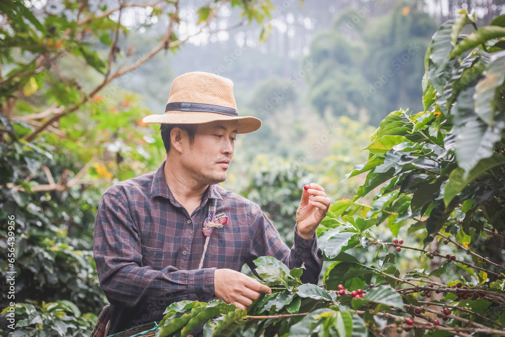 Coffee farmer cutting a coffee tree at coffee plantation in asian