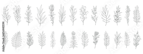 Minimal feminine botanical floral branch in silhouette style. Hand drawn wedding herb, minimalistic flowers with elegant leaves. Botanical rustic trendy greenery vector	