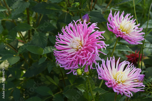 Pink Dahlia Star s Favourite in the garden