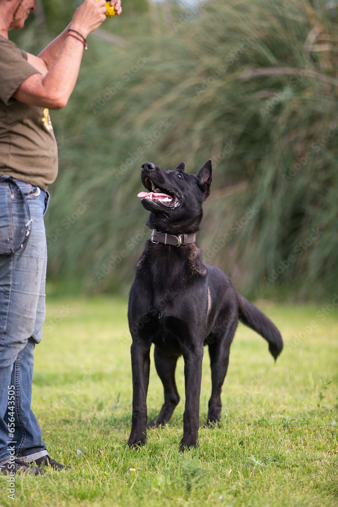 Great and amazing Black Malinois dog raze Great and amazing Black Malinois dog raze