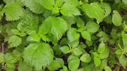 top view of stinging nettle plant, hand held  photo