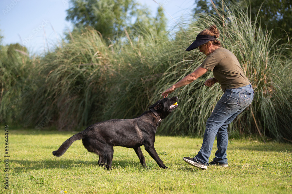 Great and amazing Black Malinois dog raze Great and amazing Black Malinois dog raze