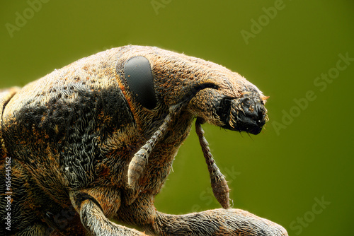 Face of the Snout beetle photo
