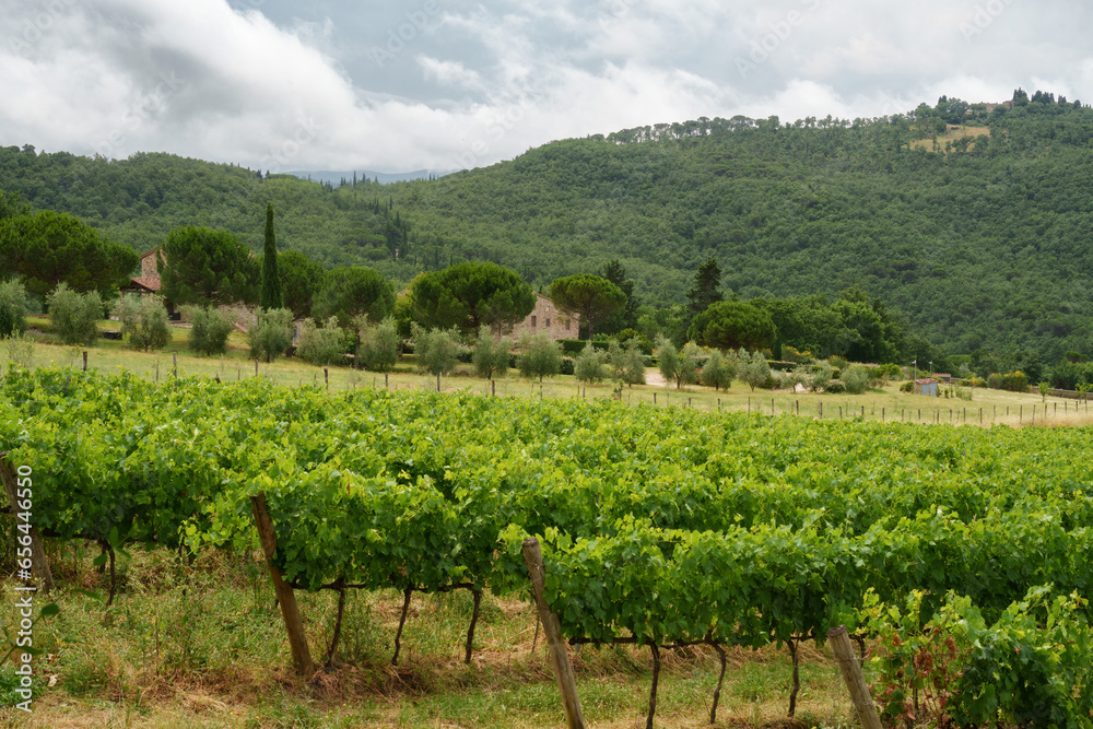 Fototapeta premium Vineyards of Chianti near Montefioralle