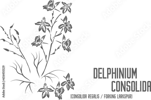 Consolida regalis flower vector silhouette. Medicinal Delphinium consolida plant outline. Set of Delphinium consolida or Forking Larkspur in Line for pharmaceuticals. Contour drawing of medicinal herb