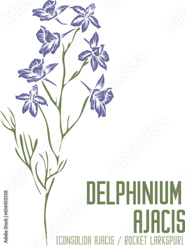 Rocket Larkspur or Consolida ajacis flowers in color vector silhouette. Medicinal Delphinium Ajacis plant. Set of Delphinium Ajacis in color image for pharmaceuticals. Medicinal herbs color drawing