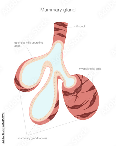 Mammary gland microstructure with cell and tissue types represented.