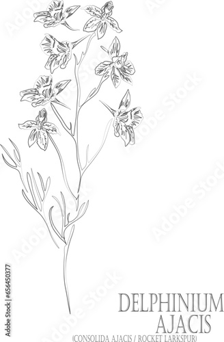 Consolida ajacis or Rocket Larkspur flowers vector contour. Delphinium Ajacis outline. Set of Delphinium Ajacis in Line for pharmaceuticals. Contour drawing of medicinal herbs