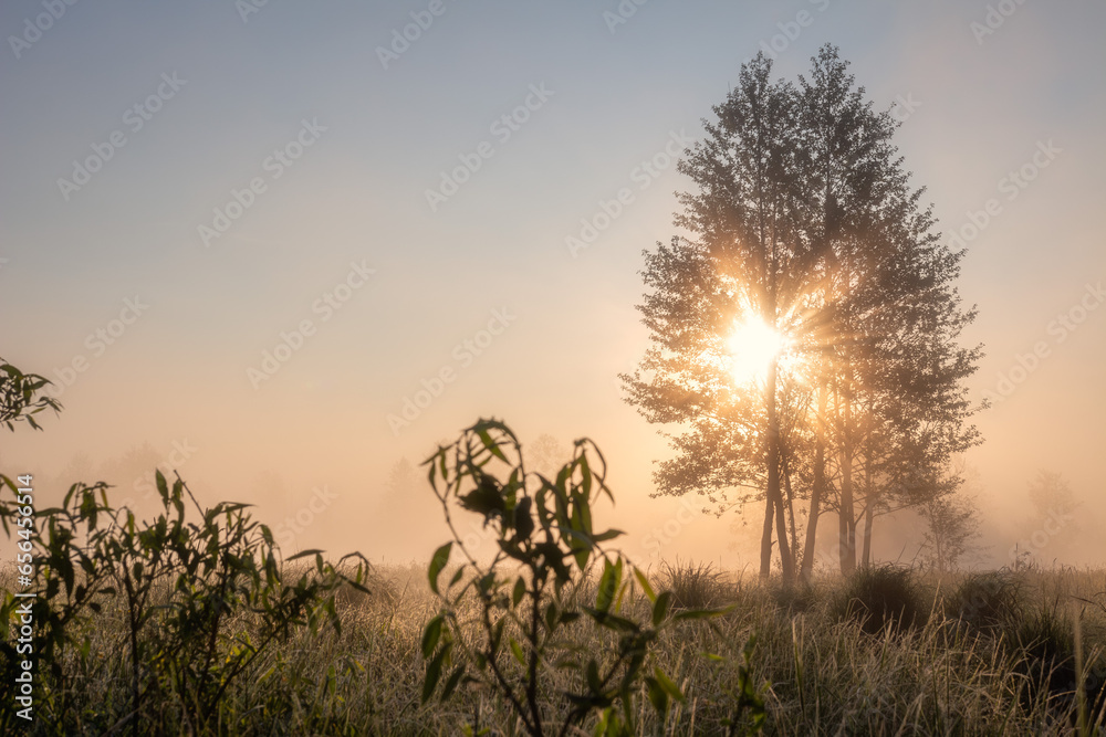 Scenery of meadow at morning after rain. Foggy morning, sun rays break through the fog and branches of trees. Large drops of dew on the grass.