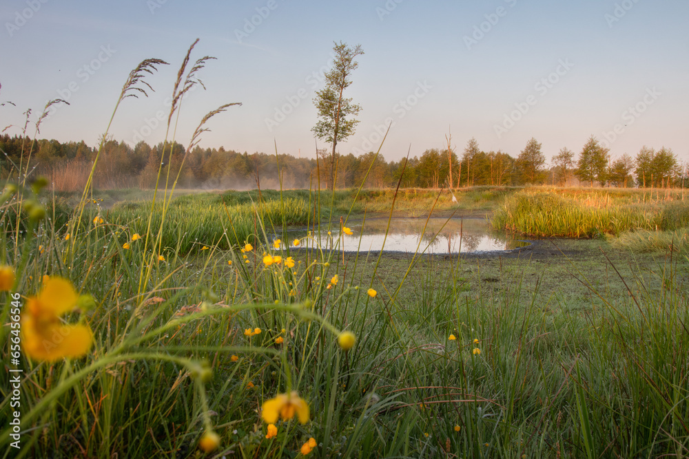 Landscape of meadow surrounded forest at the early morning. Mist on the meadow, dew on the grass, puddle after night rain. Early morning walk through the meadow.