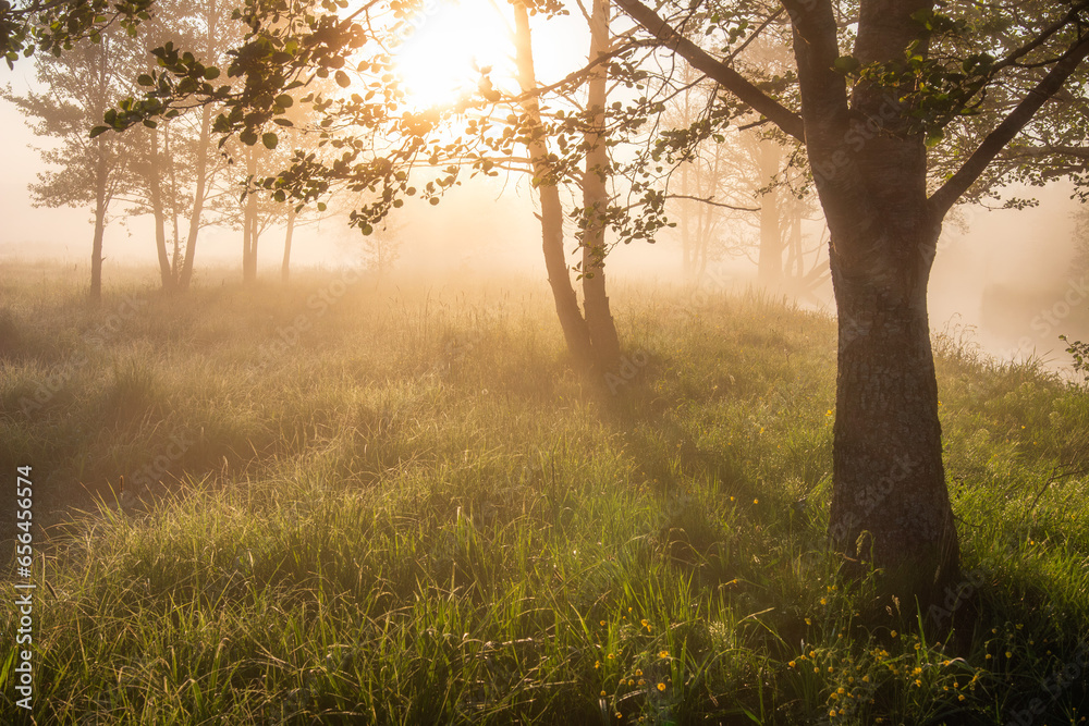 Beautiful landscape of nature on spring. A trees during a misty sunrise near river Sula. Mist on the meadow, dew on the grass.