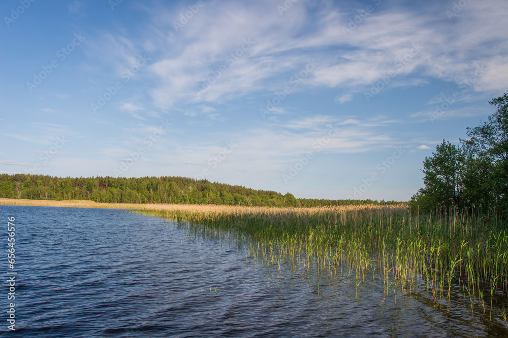 Summer landscape of lake Snudy of Braslav Lakes in sunny day, Belarus. The shore of Lake Snudy overgrown with dry reeds.