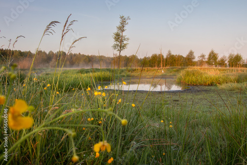 Obraz na płótnie Landscape of meadow surrounded forest at the early morning. Mist on the meadow, dew on the grass, puddle after night rain. Early morning walk through the meadow. w salonie