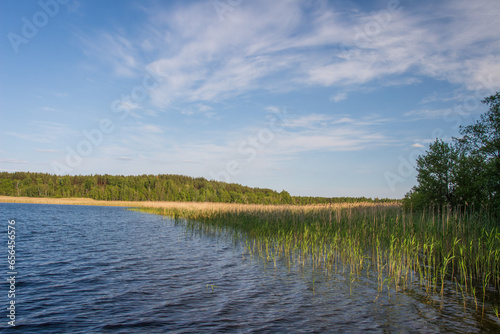 Obraz na płótnie Summer landscape of lake Snudy of Braslav Lakes in sunny day, Belarus. The shore of Lake Snudy overgrown with dry reeds. w salonie
