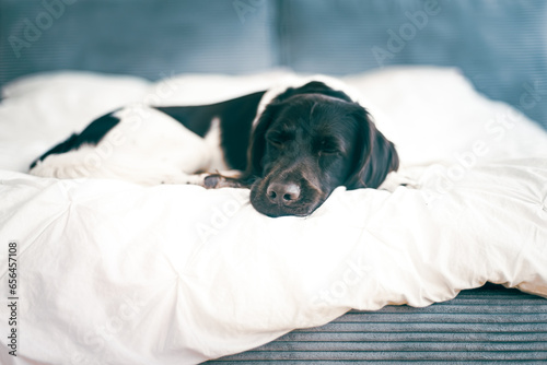 Dog on bed in a hotel room. Dogs allowed in a hotel concept. Copy space. Small Munsterlander, pointer dog.