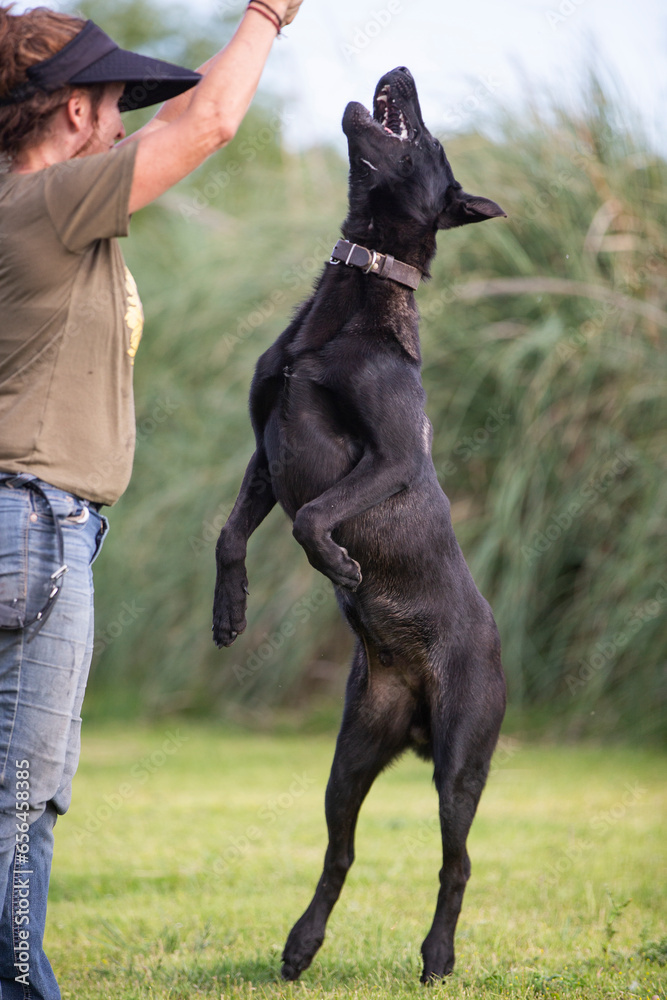 Great and amazing Black Malinois dog raze Great and amazing Black Malinois dog raze